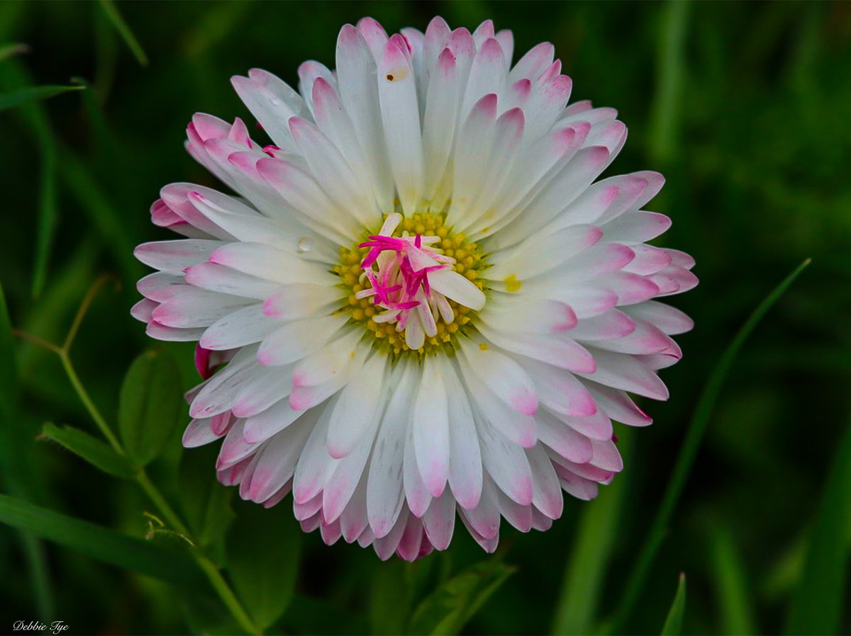 daisy with attitude..@CanonUKandIE