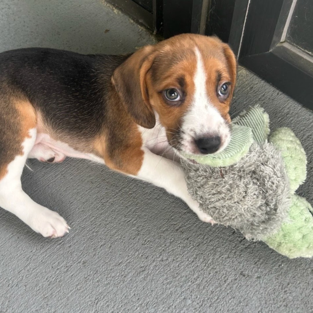 Florida-- We are looking for PUPPY ADOPTERS! 🐾

2 months ago, we saved mommy Ila and her newborns from a life of testing. Now, these  munchkins are looking for forever families! This beagle family is located in Jacksonville, FL.

👉 Apply to adopt at bfp.org/rescue/