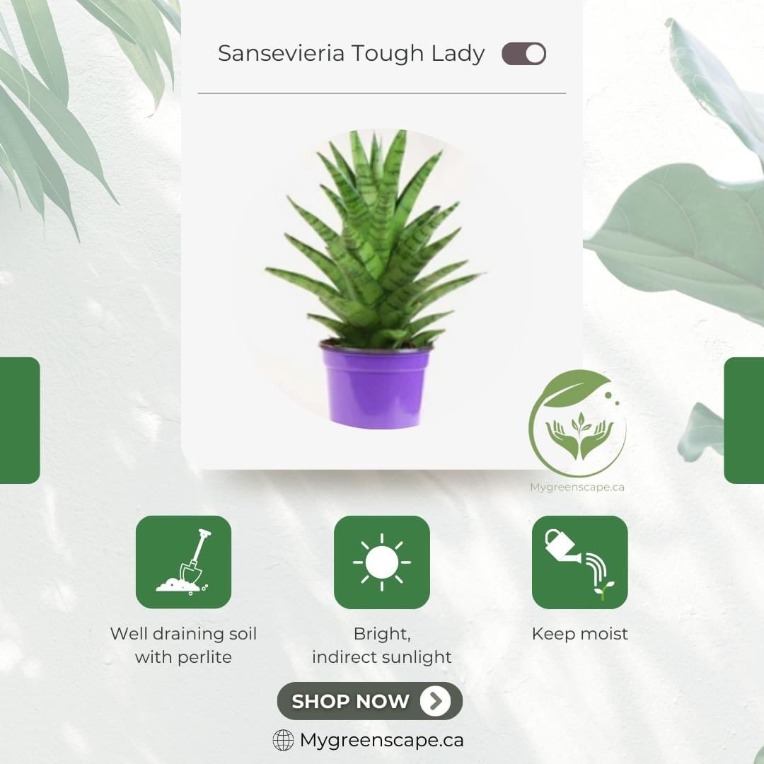 Mygreenscapeto's tweet photo. Meet the Sansevieria Tough Lady! 🌿 

Place in bright, indirect sunlight, and maintain consistent moisture. 

Embrace the elegance and resilience of this plant in your space! 

#SansevieriaToughLady #PlantCareTips #Mygreenscape 

🌐 https://t.co/VoNrA4l9Bg https://t.co/LsuA1HnSZk