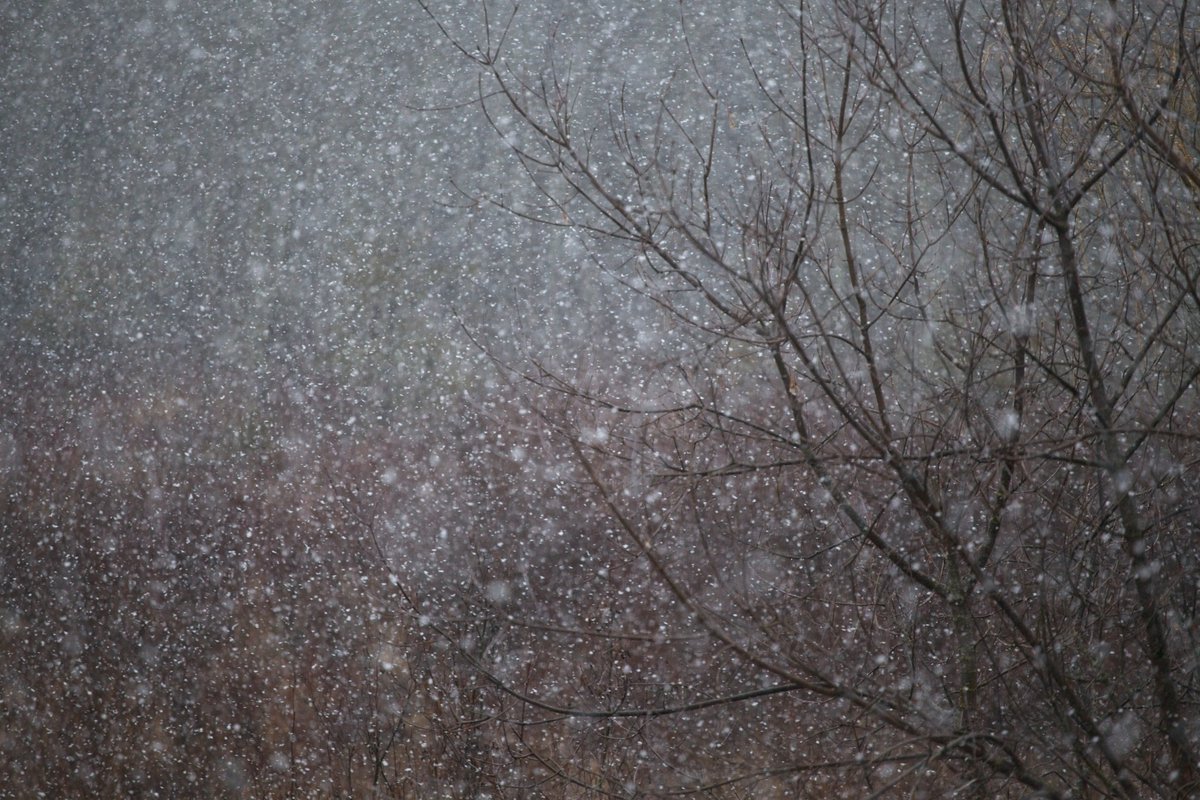 Sharon's Shotz (@sharons_shotz) on Twitter photo <a href="/NorthFrontenac/">North Frontenac</a> <a href="/Onstormtracker/">OntarioStormTracker</a> <a href="/weathernetwork/">The Weather Network</a> <a href="/MurphTWN/">Chris Murphy TWN</a> @ckws_weather And so the snow has started here in Plevna Ontario. Shot off the back deck. #notai #ONStorm <a href="/NorthFrontenac/">North Frontenac</a> <a href="/Onstormtracker/">OntarioStormTracker</a> <a href="/weathernetwork/">The Weather Network</a> <a href="/MurphTWN/">Chris Murphy TWN</a> @ckws_weather And so the snow has started here in Plevna Ontario. Shot off the back deck. #notai #ONStorm