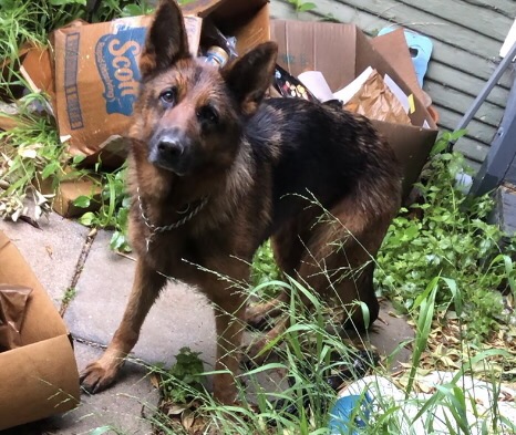 LA: A friend has this gorgeous shepherd trapped in her yard. He has a pinch collar (treated badly?) and is terrified, she can’t get near him. We have a foster waiting, we just need someone who has a trap cage or can get near him. Can any rescue groups in LA help? #tailsofjoy