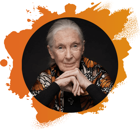 MarkHamill's tweet image. Happy 90th birthday to the incomparable Jane Goodall @janegoodallinst Her lifelong devotion to the protection &amp;amp; preservation of wildlife of all kinds is beyond inspirational! Let us ALL celebrate her courage, curiosity, and commitment to change.🎂🙏❤️ 🐵  #JaneAt90 #GoodAllDay