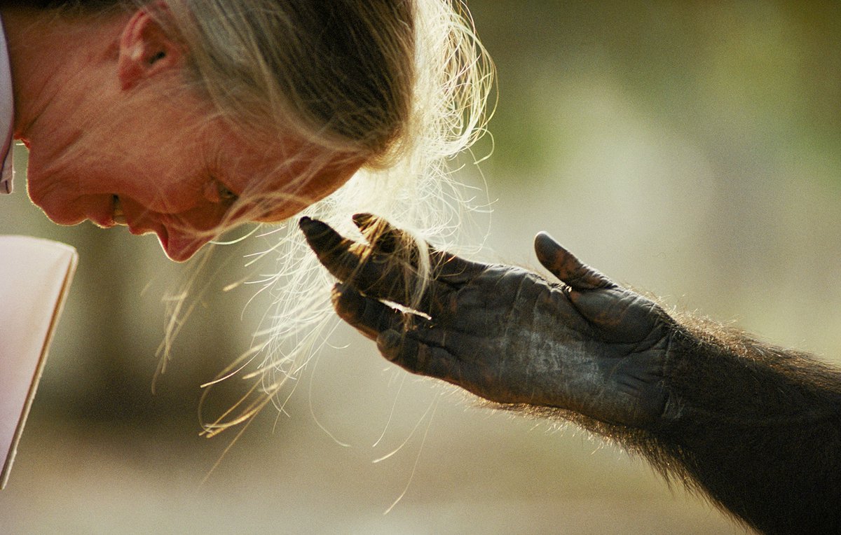 MarkHamill's tweet image. Happy 90th birthday to the incomparable Jane Goodall @janegoodallinst Her lifelong devotion to the protection &amp;amp; preservation of wildlife of all kinds is beyond inspirational! Let us ALL celebrate her courage, curiosity, and commitment to change.🎂🙏❤️ 🐵  #JaneAt90 #GoodAllDay