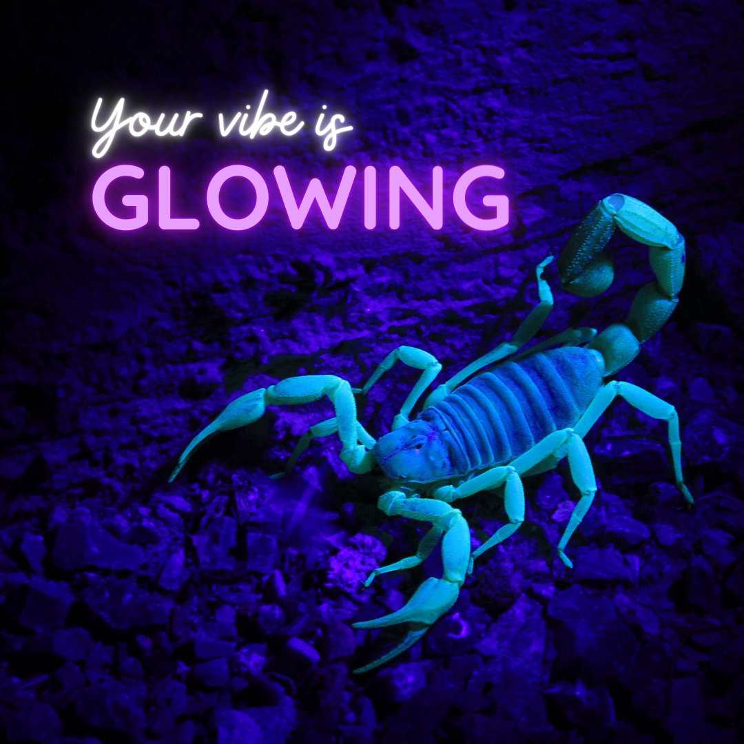 It’s scorpion season in Nevada and you can find them with a black light! There are more than 50 species in the deserts of the southwest. They are an important food source for many species, including owls, bats, lizards, tarantulas, and centipedes! Credit: Timothy Parker/USFWS.