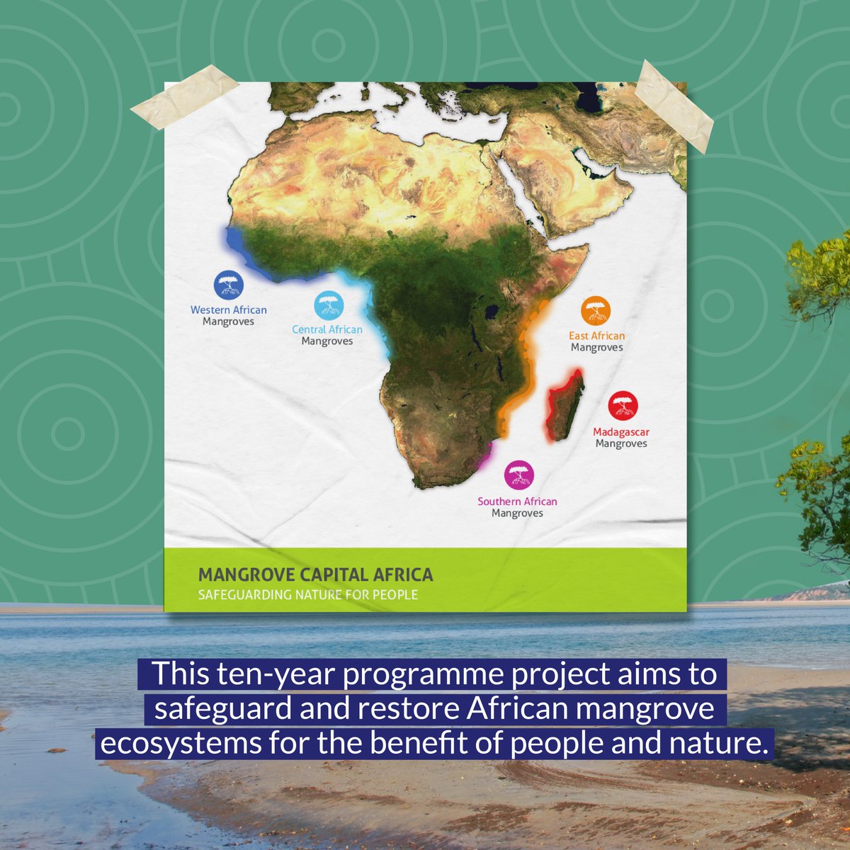 🦀💦Joint work between local coastal communities and environmental authorities, @WetlandsInt was created to protect and stabilizing Africa's mangrove ecosystems.