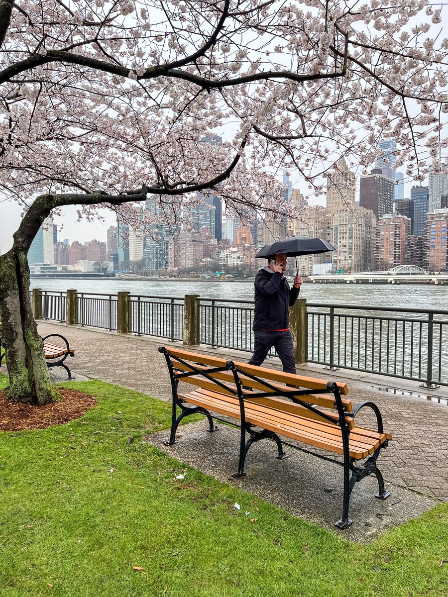 gigi_nyc's tweet image. Yoshino cherry trees in bloom, taken yesterday on #RooseveltIsland #NYC #SignsofSpringNYC 🌸🌸