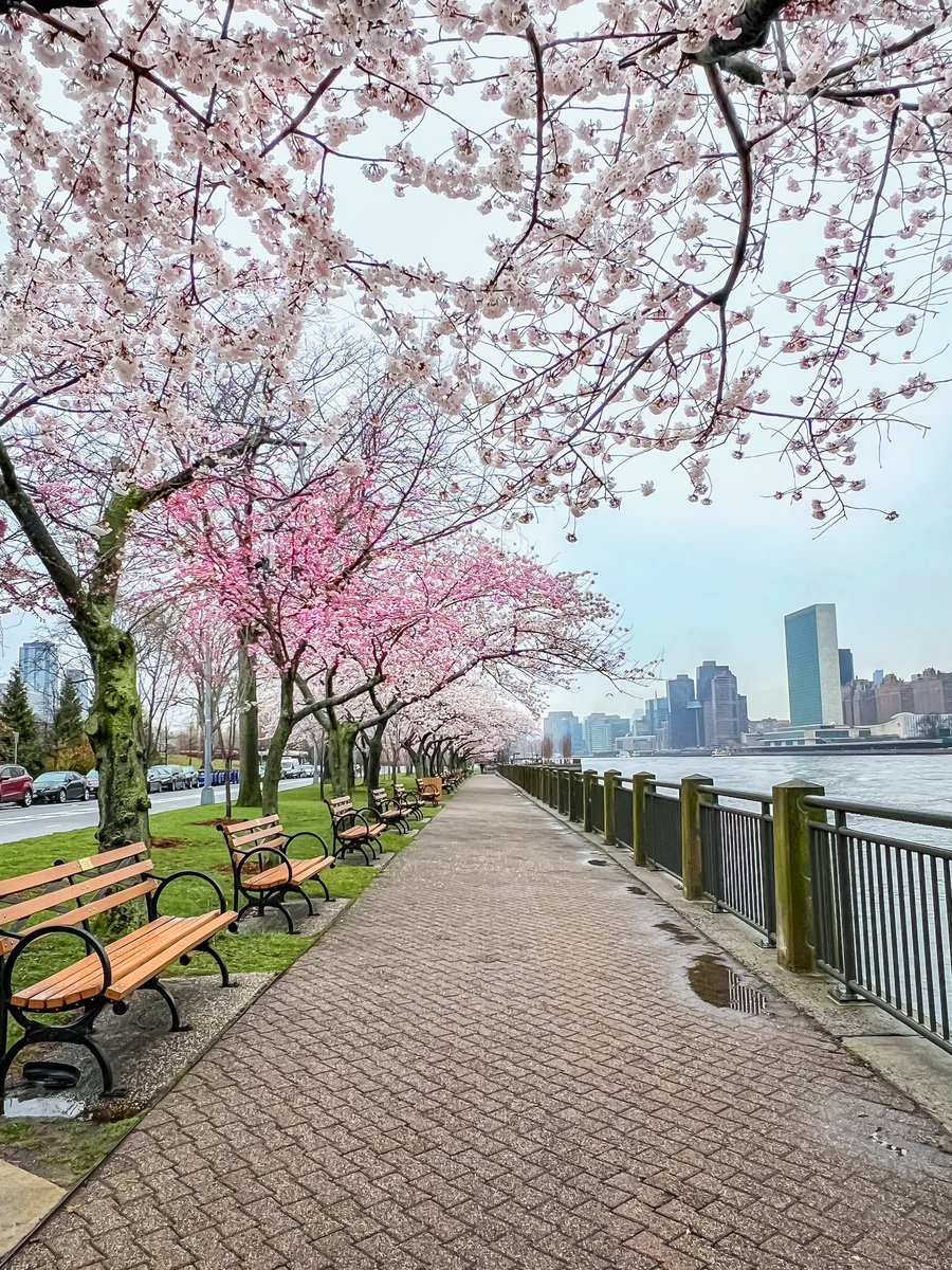 gigi_nyc's tweet image. Yoshino cherry trees in bloom, taken yesterday on #RooseveltIsland #NYC #SignsofSpringNYC 🌸🌸