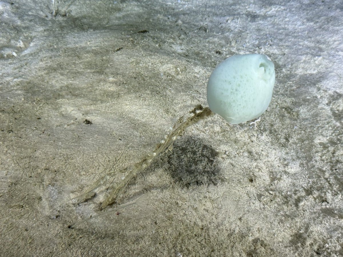 Sponges today, 4600m, central Pacific.. #inkfishexplore @deepseauwa