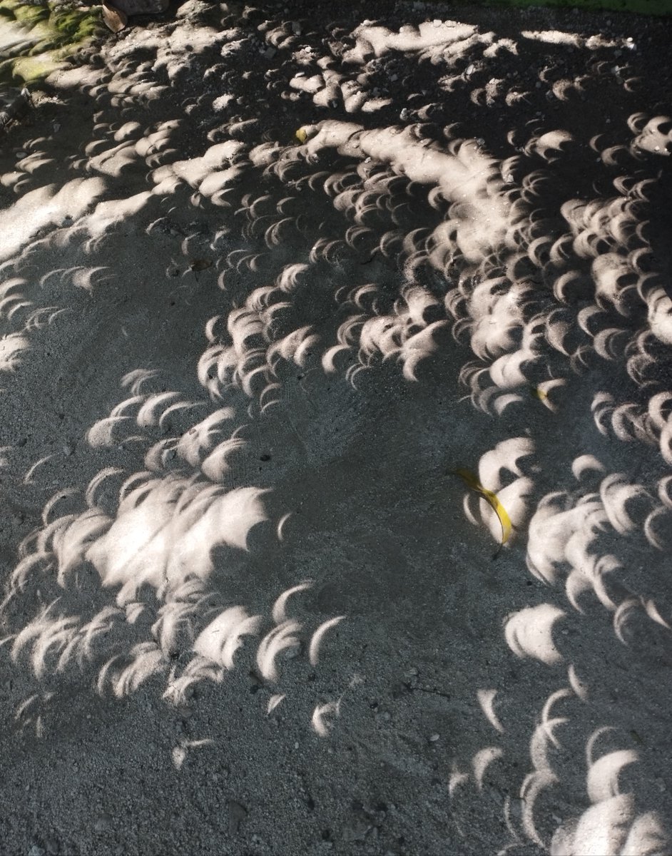 During Monday's #Eclipse, don't forget to look down! When a distant light shines through any small opening, it will project the shape of the light source, not the hole. Look for the shape of the eclipsed Sun projected on the ground in the shadows of the trees.