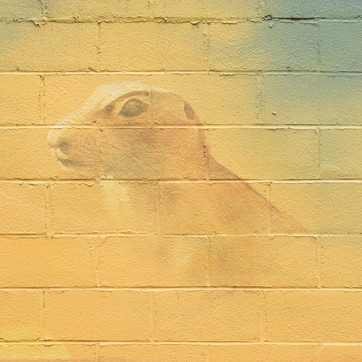 Prairie dog Mellette, SD