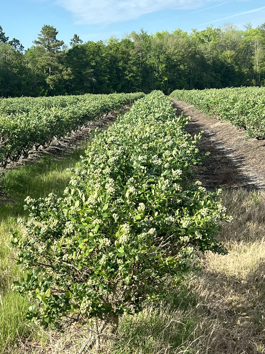 Good potential with the wheat and blueberry crops🤞🏽