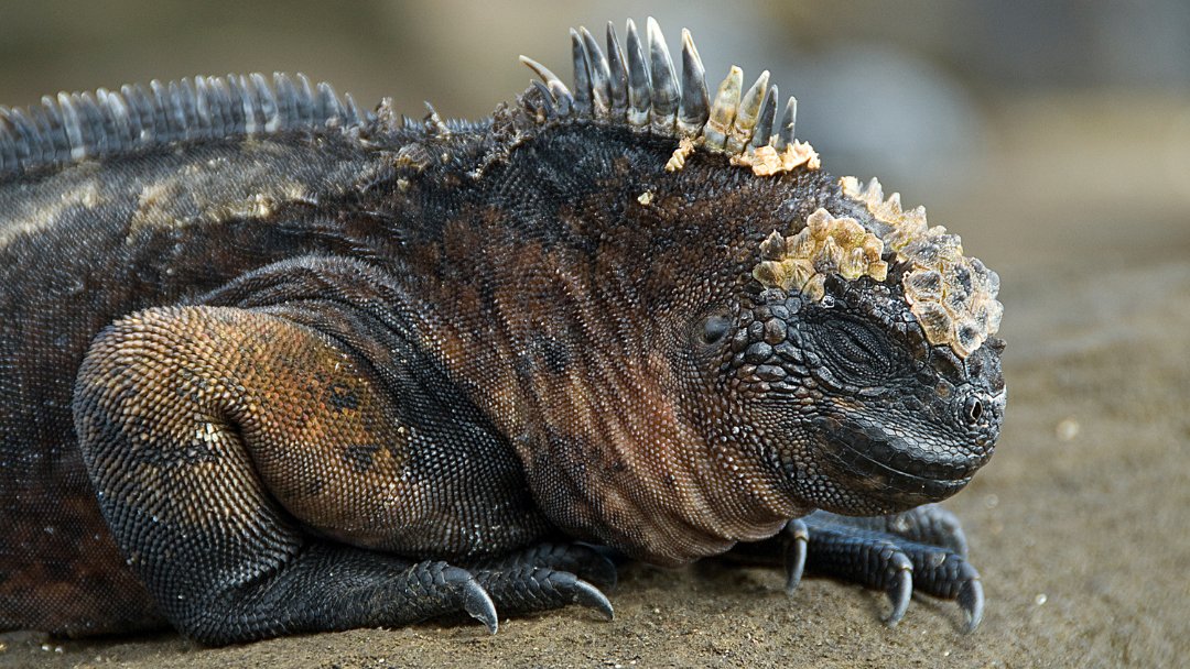 In the morning, you can spot marine iguanas basking in the sun, absorbing heat with their black scales until they have enough energy to swim out to sea to forage! Learn all about these curious creatures: tinyurl.com/GCTMarineIguana 📷 ©️ Mark Thomas