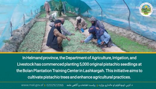 In Helmand province, the Department of Agriculture, Irrigation, and Livestock has commenced planting 5,000 original pistachio seedlings at the Bolan Plantation Training Center in Lashkargah. This initiative aims to cultivate pistachio trees and enhance agricultural practices.