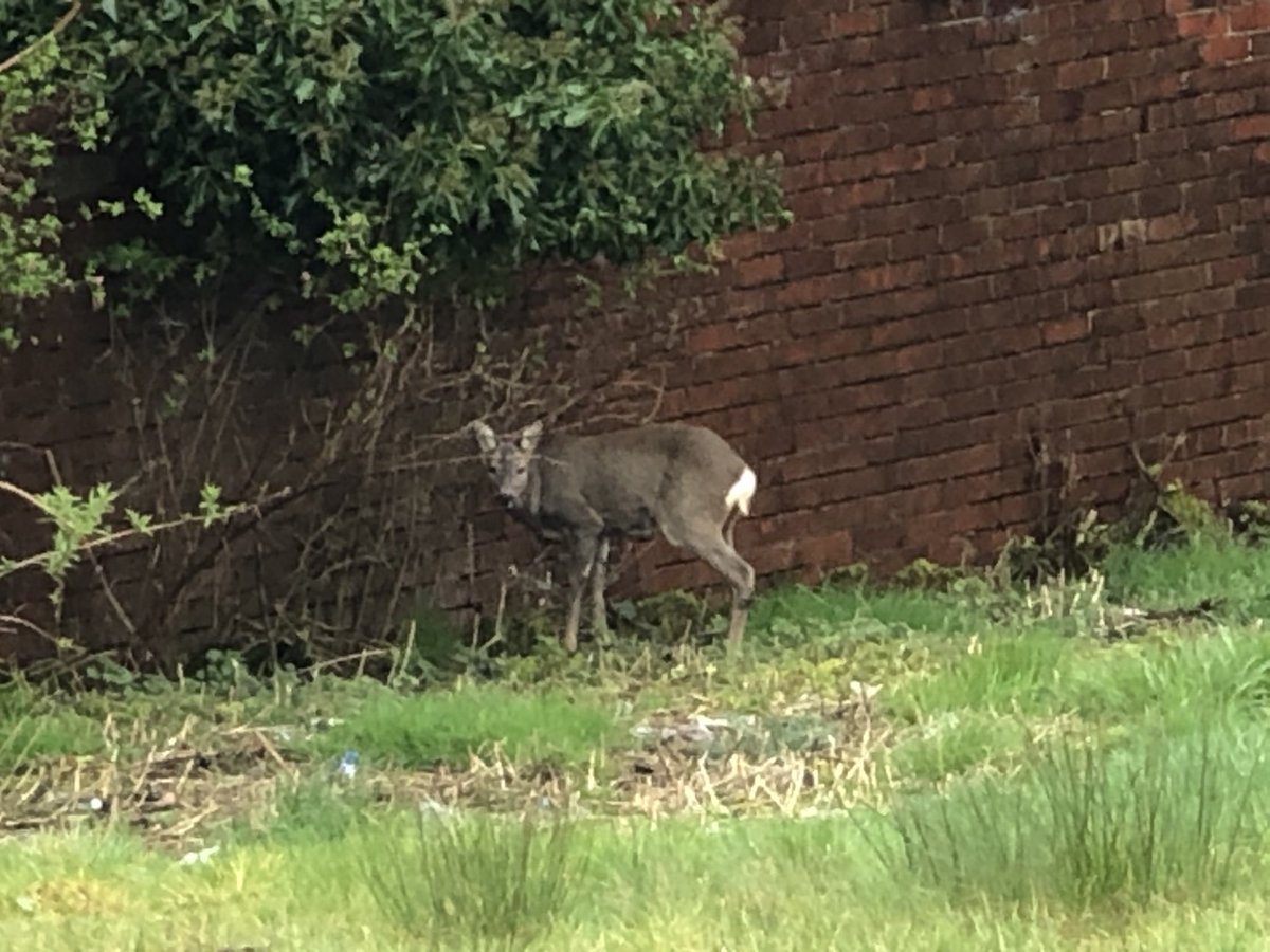 Two deer incongruously in Glasgow’s Maryhill this afternoon looking as if they’re up to something.