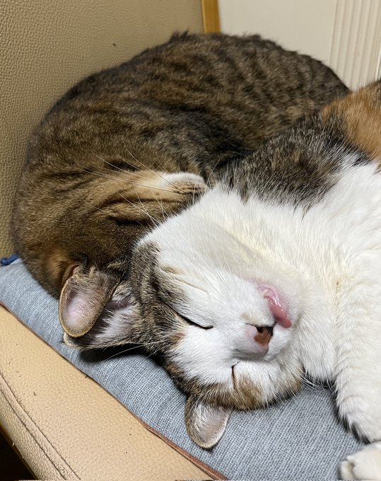 春のねむねむにゃんこ🐈⬛🐈⬛