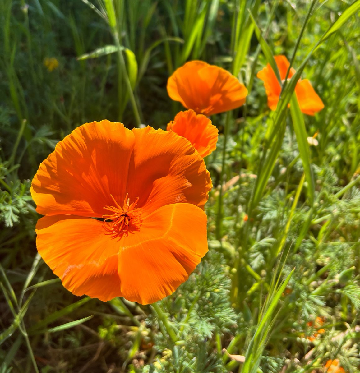 Today is #CaliforniaPoppyDay! DYK that California’s State Flower is drought tolerant and fire resistant. Share your favorite poppy photos with us below. 👇 Catch us at the California Poppy Festival in Lancaster from April 19 - 21. For more, visit: PoppyFestival.com