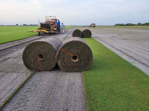Check out the St. Augustine pallets and BIMINI® rolls that were harvested today at our Fort Pierce Farm! 🚜 Natural grass isn't just for looks; it plays a crucial role in preventing erosion and protecting the soil! 🌱 #bethelfarms #KeepItReal #grass #sodfarm #harvest #natural