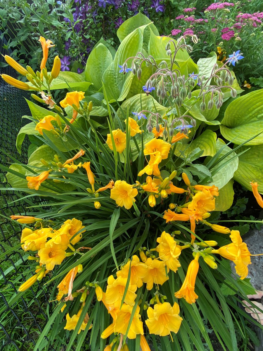 Mark Cullen tweet media