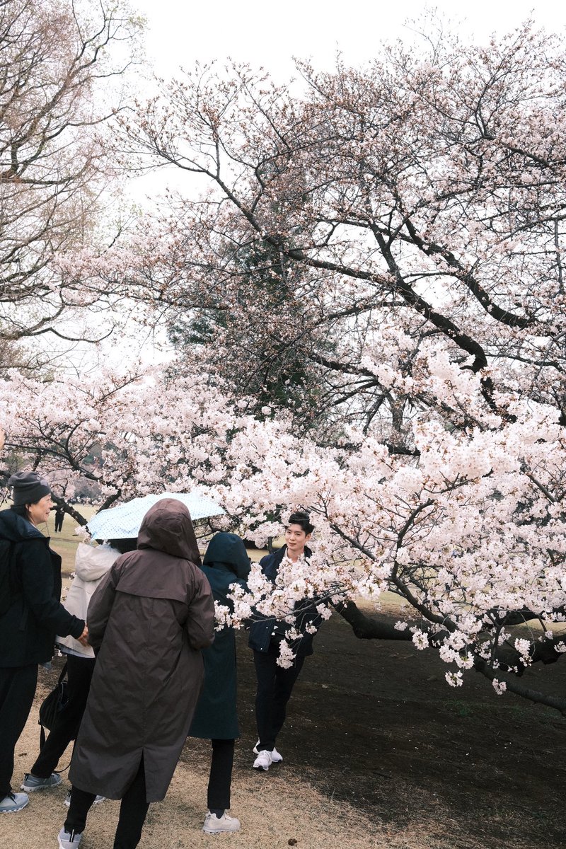 Back to my second home for some cherry blossoms. #fujifilm #x100v #fujifilm_xseries