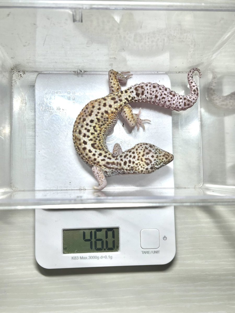 AsahiPython's tweet image. フトアゴの成長とニシアフベビーの食欲凄まじい！　　　　#体重メモ