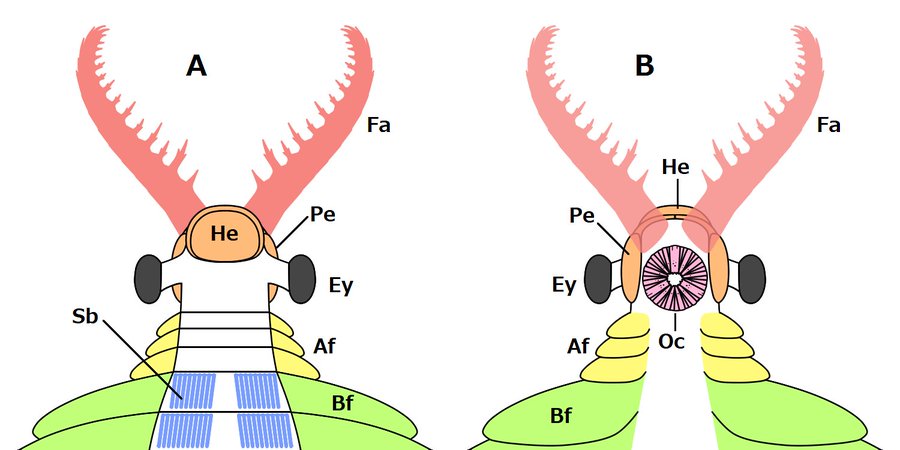 https://en.wikipedia.org/wiki/Radiodonta#/media/File:20190908_Radiodonta_Anomalocaris_Anterior.png