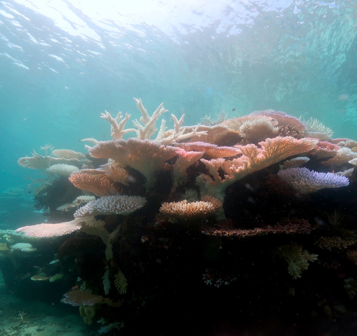 These corals are dying this summer, before their 7th birthday. They recruited after mass mortality of corals in the northern Great Barrier Reef in 2016 & 2017. The Reef is increasingly unstable - boom and bust - and the gaps for recovery are shrinking. cell.com/current-biolog…