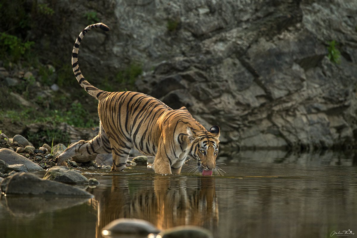 Tiger, Corbett @NikonIndia #nature #wildlifephotography