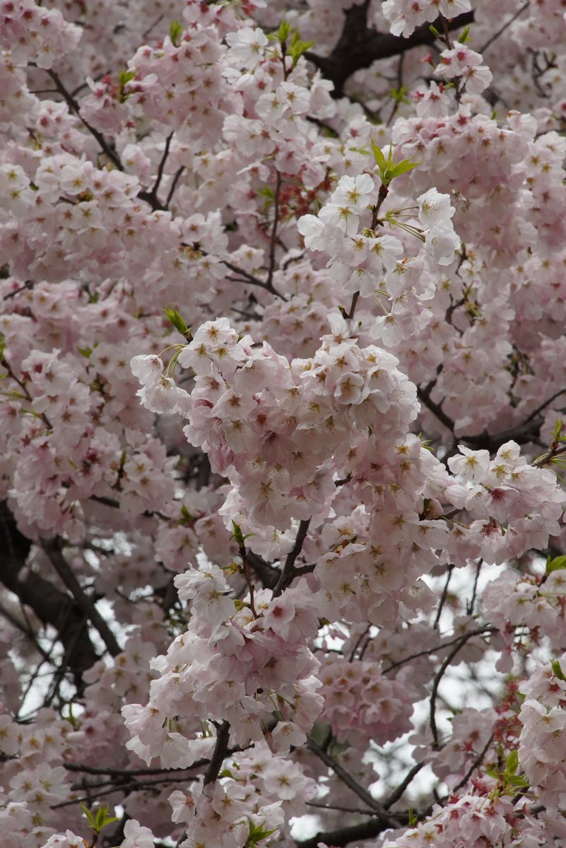 ラッキーカメラ店 tweet media