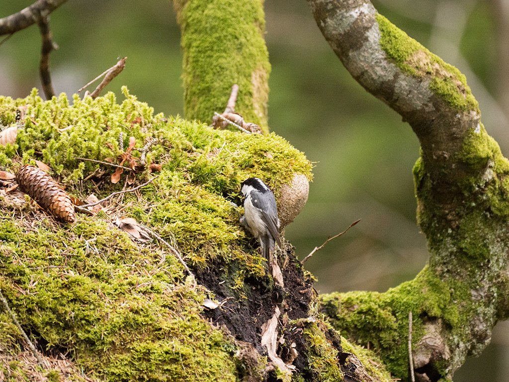 Coal Tit (Periparus ater) in #Passy #HauteSavoie #France @mybirdcards @LUMIX_Japan #APPicoftheWeek #BirdsofTwitter #BirdsSeenIn2024 #BBCWildlifePOTD #EarthCapture #fsprintmonday #IndiAves #LumixGH #LumixIndia #LumixPhotography #Panasonic #ThePhotoHour #WhereLumixGoes