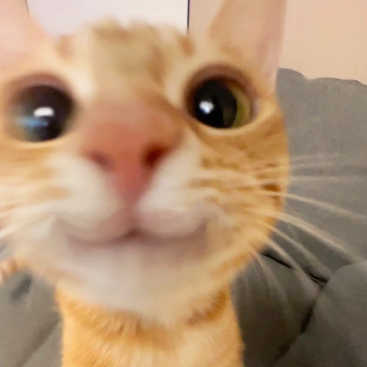aeripaws's tweet photo. stupid cheese cat https://t.co/PyEXawTNfZ