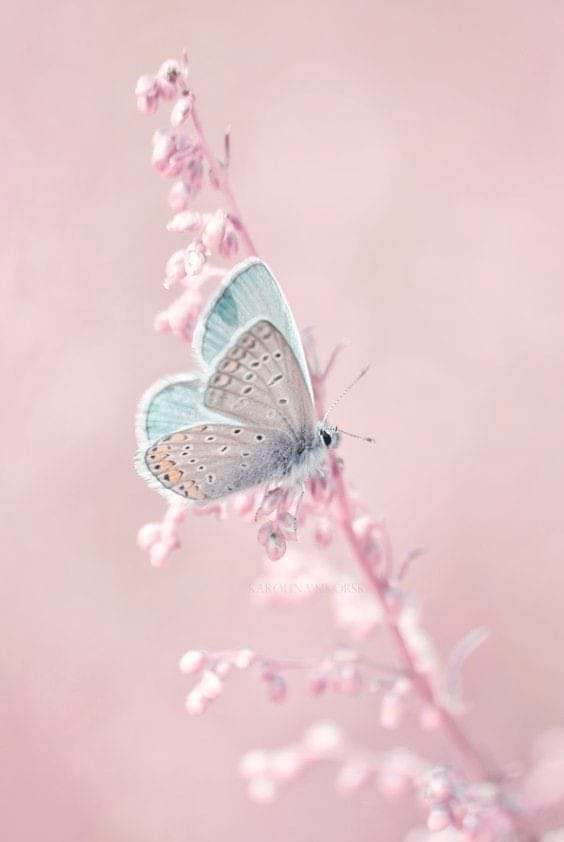 'Bu sabah ve bu bahar bir firardır Baruta koşan bir fitil İfil İfil Öyle güzel ki esen yel! Esen yel! Esen yel! Öyle güzel Öyle güzel ki' #CanYücel Günaydın 🌸