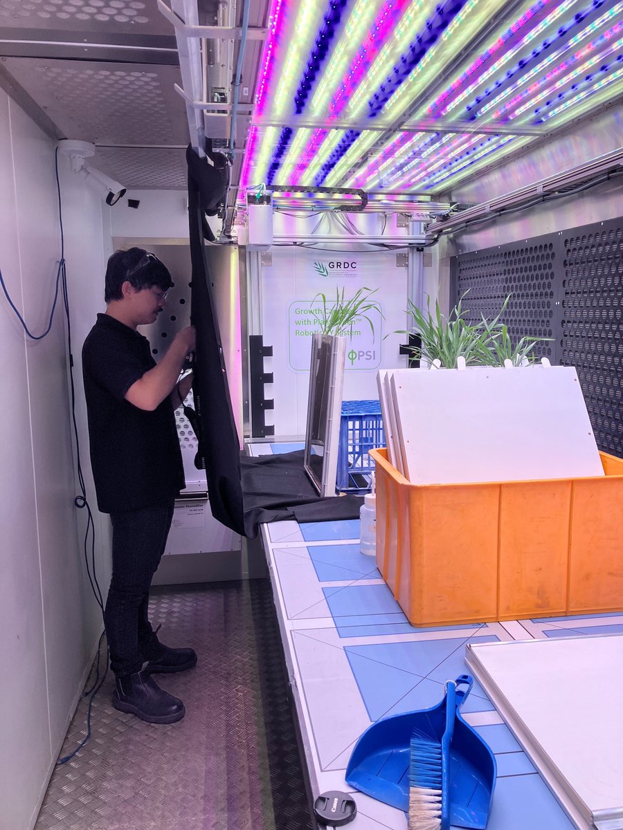 Wheat root rhizobox imaging is underway! Excited to quantify below-ground traits associated with abiotic stresses across a range of genotypes. Great collaboration with the ANU @AustPlantPhenom node team.
