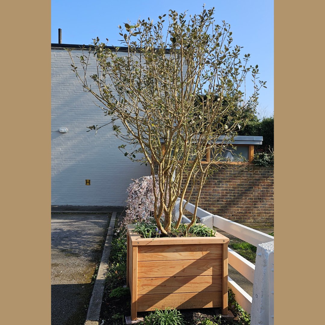Our client was so impressed with our wooden Larch planter she sent in this photo. Her Feijoas looks very content in its new home! Find out more about our Larch planters 👇 bit.ly/3qrqJeG #gardendesign #gardening #gardeninguk #gardenideas