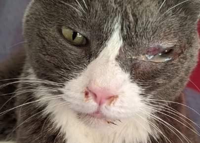 silvia mensegar tweet media