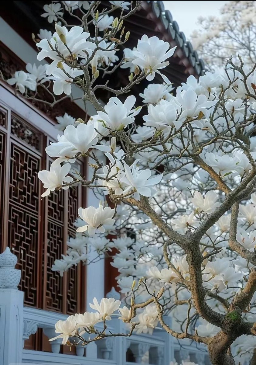 _threeandmore's tweet photo. 问你呢  玉兰花的话语是什么  友谊长存 也是等你得不到的长久啊的期盼  今天适合踏青 缅怀 https://t.co/n8aqCGjkgK