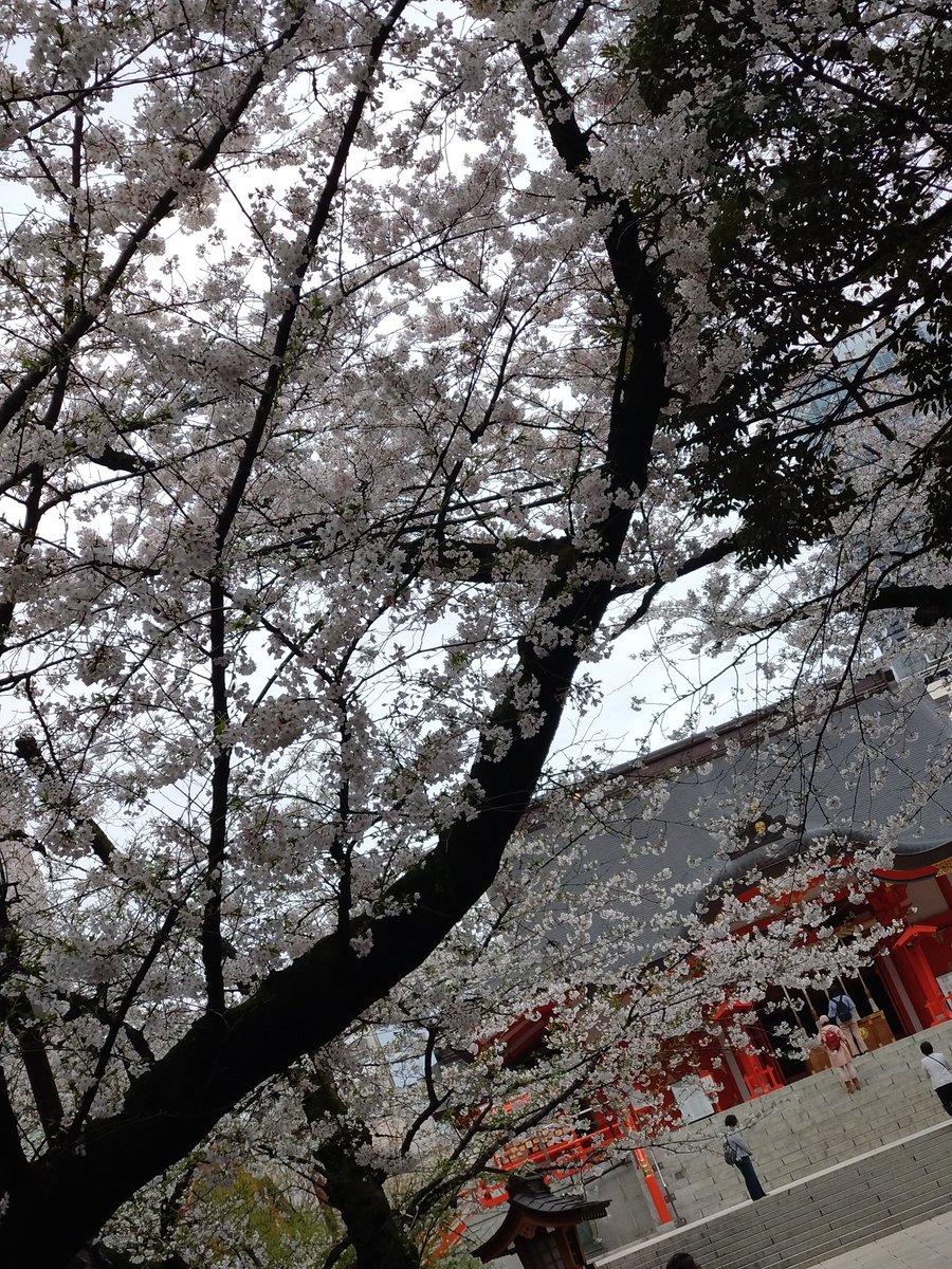 「花園神社桜咲いてた 」|しまさこハイターEXのイラスト