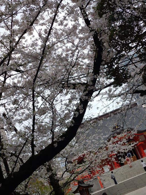 「建築 桜」のTwitter画像/イラスト(新着)