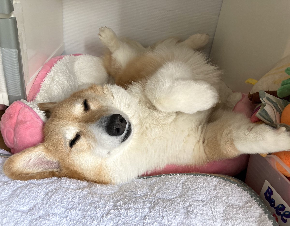 BELL_1030's tweet image. 寝る子は育つ🐶💤

#コーギー