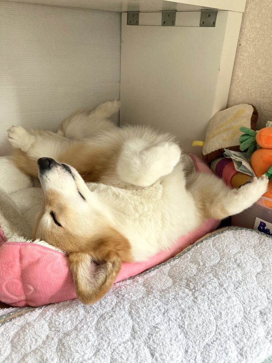 BELL_1030's tweet image. 寝る子は育つ🐶💤

#コーギー