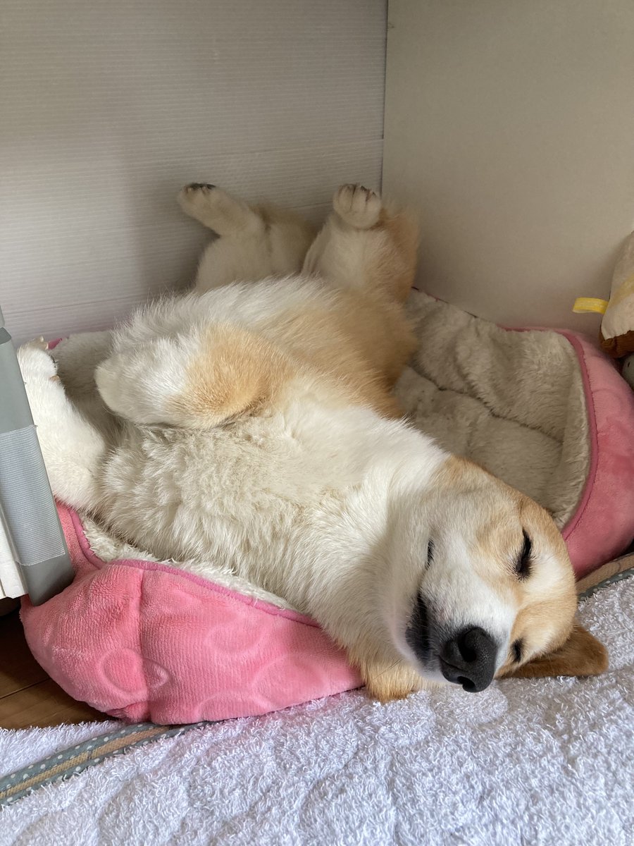 BELL_1030's tweet image. 寝る子は育つ🐶💤

#コーギー