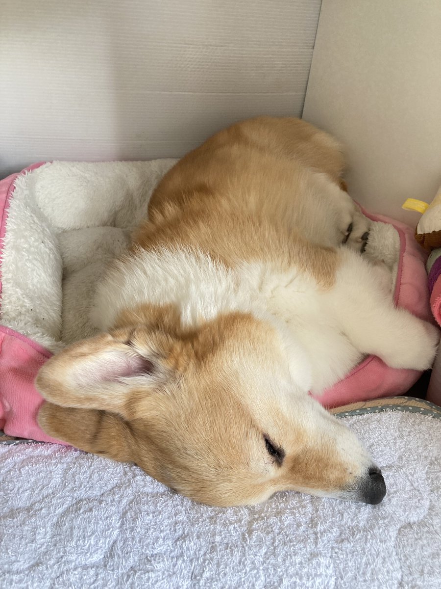 BELL_1030's tweet image. 寝る子は育つ🐶💤

#コーギー
