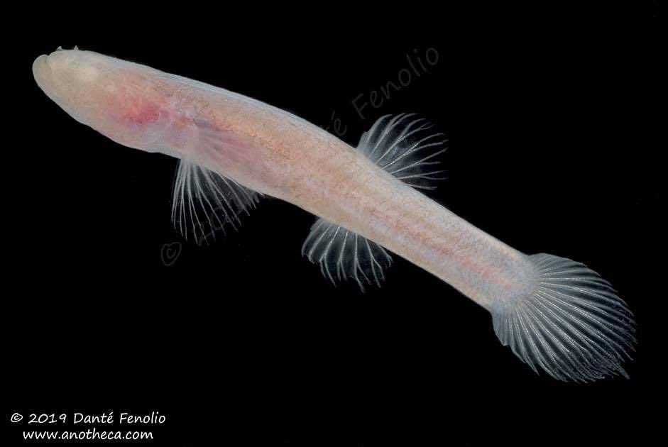 The Southern Cavefish (Typhlichthys subterraneus) has the largest range of any of the cavefishes in North America. It ranges from northwestern Georgia west to Missouri. The species generally exhibits very little or no pigment. The eye sockets are there but there are no eyes.