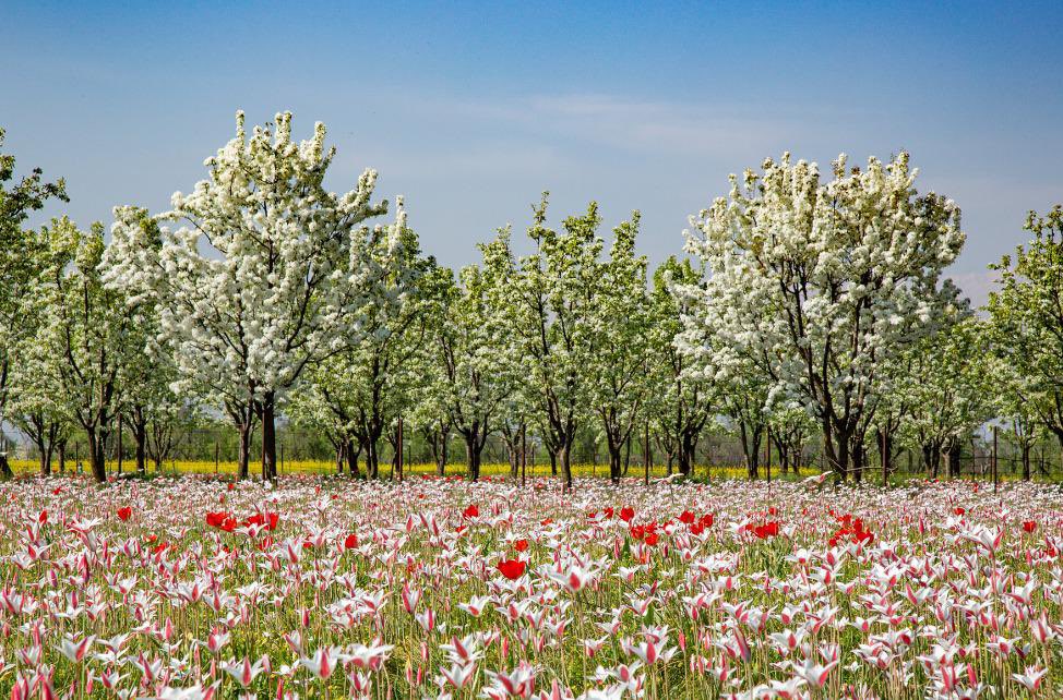 Bahaar🌷💕 Spring in the valley is nothing short of magic… #spring #kashmir #tulips #blossom #2024Goals #Travel #JammuKashmir @MudgalYasha @diprjk
