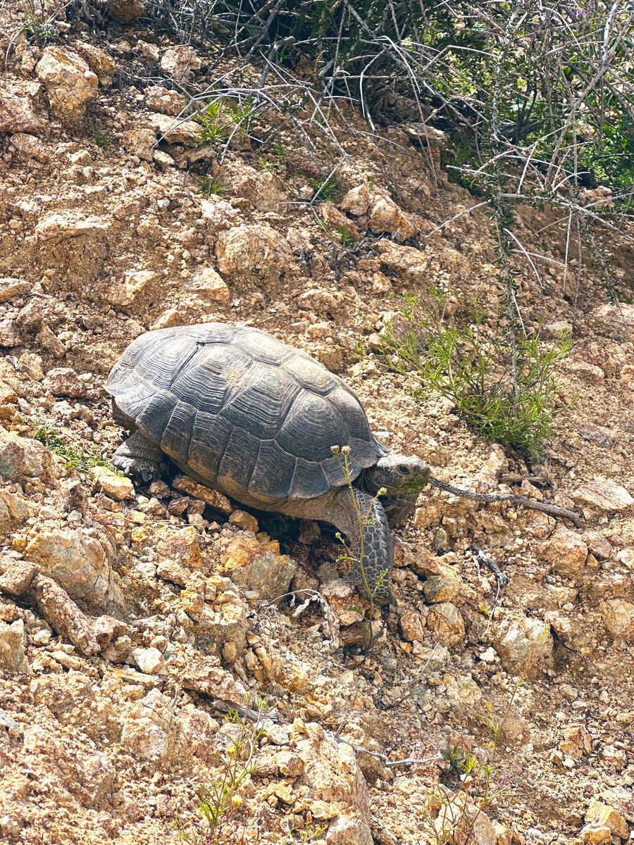 Met a nice desert tortoise on an afternoon hike! 🐢🏜️🥾 #parkchaser #nationalpark #nationalparkphotography