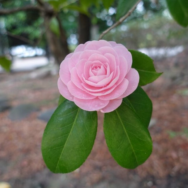 今年は咲かないかと心配した #オトメツバキ を発見！探してみてくださいね。
#殿ヶ谷戸庭園 #乙女椿 #岩崎家の庭

Some flowers of #PinkPerfectionCamellia, or #CamelliaJaponica’Otometsubaki’, are blooming in #TonogayatoGardens, it may be difficult to find, though.  Please try.
#Kokubunji