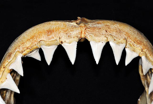 Mammals_Suck's tweet photo. Unlike the relatively widely gapped & blunter teeth of the Sperm Whale, Great White Shark's teeth with serrated edges shear into Giant Squid's feeding arms!
(Powlick 1989) #2024MMM https://t.co/hW2rKdBD36