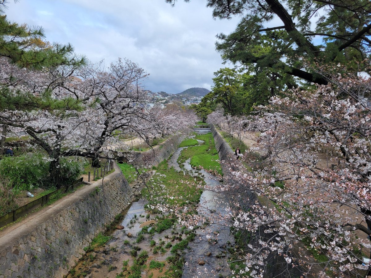 今朝の夙川♪ 五分咲きくらいになってきた