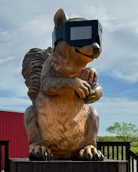 HowardWillman's tweet photo. My friend local to Berdoll's (just east of Austin,TX) says the squirrel is ready for the eclipse.

Pecans are extra 😋 https://t.co/cvmJiE8izA