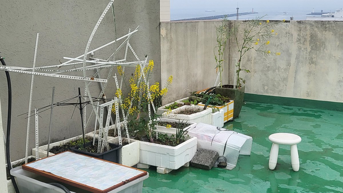 아파트 옥상에 조그만 화단을 꾸미신 할아버지... 오다가다 마주치면 가볍게 인사 드리는 처지인데, 요번에 알고보니 아기공룡 둘리, 날아라 슈퍼보...