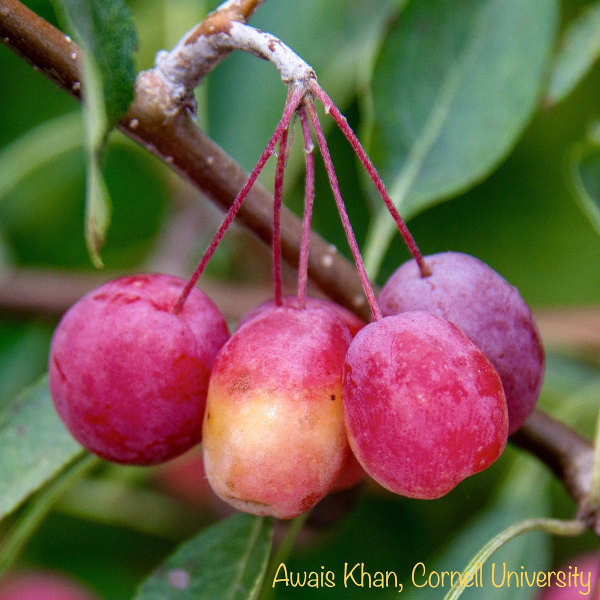 Apples & their wild relatives offer amazing diversity! This is Malus x dawsoniana, a hybrid with beautiful fruit shapes & colors. #GeneticDiversity #CropWildRelatives #Apples
